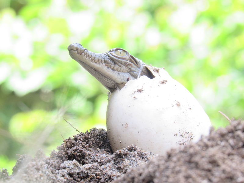 Bebé caiman aguja saliendo del huevo